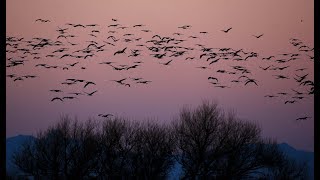 Sandhill cranes take flight at Wings over Willcox [upl. by Anirres]