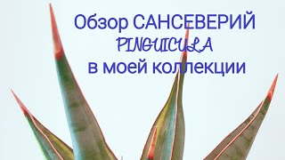 Обзор сорта сансеверий PINGUICULA в моей коллекции Все PINGUICULAсобранные за 4 г в одном видео [upl. by Guria]