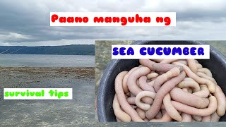 Paano manguha ng sea cucumber survival tips [upl. by Lacefield]