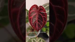 Anthurium Doc Block Red Crystallinum  Follow Rain Forest Plants HK on Instagram now 🪴 紅水晶花燭 aroids [upl. by Marb]