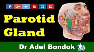 Anatomy of the Parotid Gland Dr Adel Bondok Channel [upl. by Eenor]