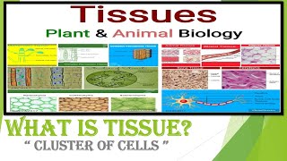 Tissues Class 9 Biology Full Chapter [upl. by Nana788]