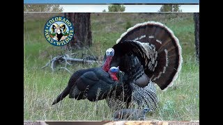 Turkey Hunting Colorado [upl. by Rj]