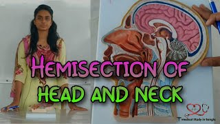 Hemisection of headneck in Bangla  Medical study in Bangla [upl. by Aistek]