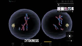 Visible Biology  Visualizing Meiosis in 3D [upl. by Ifok696]