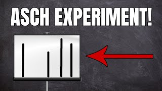 Das Asch Experiment einfach erklärt [upl. by Dorr]