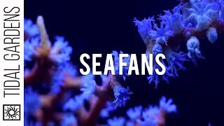 Gorgonian Sea Fan Corals [upl. by Learrsi]