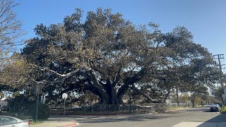 The largest Moreton Bay fig in the US [upl. by Bracci845]