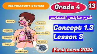 Respiratory System Concept 13Lesson 3 Sciencegrade4 [upl. by Juan183]