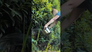 How to kill POISON IVY without toxic chemicals PART 2 [upl. by Beuthel]