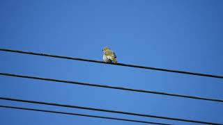 Whiteplumed Honeyeater 20240915 [upl. by Lletnahs]