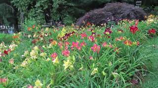 Garden with daylilies at peak bloom 7124 [upl. by Althea]