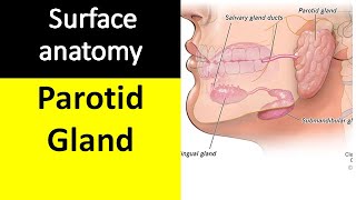 Surface marking of parotid gland and parotid duct [upl. by Petra]