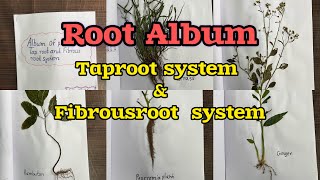 Album of Plants With Taproot and Fibrous RootsystemTaproot SystemFibrous RootsystemRoot Album [upl. by Reffinej]