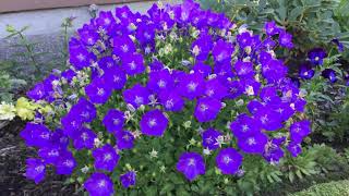 Blue Clip Campanula CarpaticaBell Flower  In Blooms  July [upl. by Denna219]