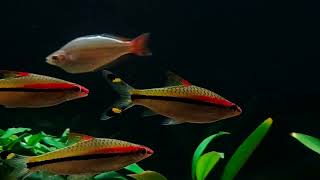 My Denison Barb  Roseline Shark  Torpedo Barb  Miss Kerala  4K [upl. by Akiemahs47]