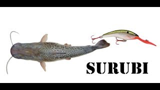 DOCUMENTAL  El Surubi  ¿Señuelos o carnada ¿Ataca con la cola  Alma Pesca [upl. by Hux115]