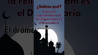 ¿Sabías esto sobre el Islam oracion frases datoscuriosos religiosos religión orar islam [upl. by Naivad]