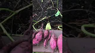 Growing Murasaki Sweet Potatoes shorts gardening garden [upl. by Alicea344]