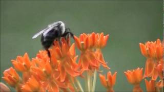 Bee pollinating butterfly weed flower [upl. by Cony]