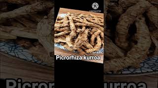 Kutki  कुटकी  कटुकी Picrororhyza kurroa [upl. by Arikal]