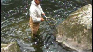 Ken Lockwood Gorge Trout on Fly [upl. by Sliwa]