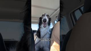 happy monday to everyone…except cleo part 1 borzoi dogsofyoutube dog borzoidog shortsvideo [upl. by Namyac]