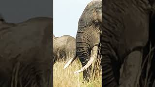 African Elephant in the African Savanna [upl. by Otiragram]