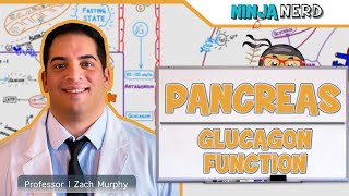 Endocrinology  Pancreas Glucagon Function [upl. by Haniraz]