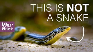 Glass Lizards  Legless Lizard Looks Like a Snake  WILD WANDER [upl. by Warde19]