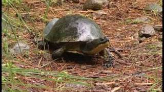 Blandings Turtles [upl. by Torre]