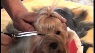 Yorkshire Terrier Show Grooming Part 2 of 2  Show Prep [upl. by Leid927]