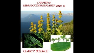 07th Science AP Fragmentation and Spore Formationविखण्डन एवं बीजाणु निर्माण l [upl. by Jaine]