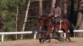 Équitation éthologique  En Selle  Pas Trot amp Galop [upl. by Idihsar923]