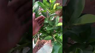 7 month old Moro blood orange tree citrustree shortvideo garden [upl. by Etram]