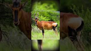 The bubal hartebeest [upl. by Wyck]