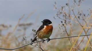 Stonechat Saxicola torquata [upl. by Aicenev887]