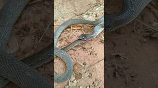 amazing snake attack its own tail । shorts snake birds [upl. by Livesay]