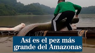 Así es el pez más grande del Amazonas que estuvo a punto de desaparecer [upl. by Anifares188]