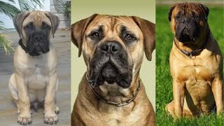 Bullmastiff  Funny and Cute dog video compilation in 2022 [upl. by Handy]