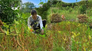 The soybeans I planted have been harvested Preservation and cooking  Sơn Thôn [upl. by Roche]