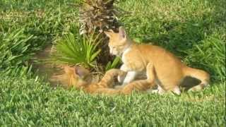 Trois chatons roux jouent en Tunisie autour dun palmier [upl. by Allekram]