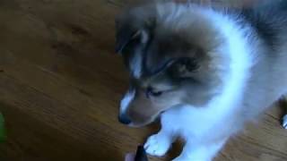 Sheltie Puppy Barks [upl. by Fries990]