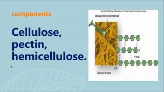 Difference between primary and secondary cell wall [upl. by Jena205]