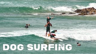 Dog Surfing at the Noosa Festival 2019 [upl. by Idona724]