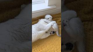 This is the reason why a mother cat scolds her kitten 😯 Watch until the end kittens cats [upl. by Ayekin]