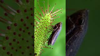 sundew plants  fact amazingfacts [upl. by Sean]