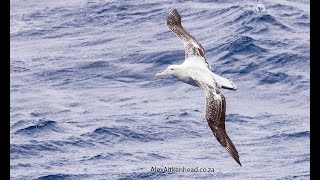 Wandering Albatross on the Flock to Marion 2023 Mouse free Marion Marion Island Southern Ocean [upl. by Sapphira]