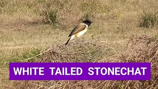 White Tailed StonechatSaxicola leucurusSmall Birds [upl. by Lyndes]