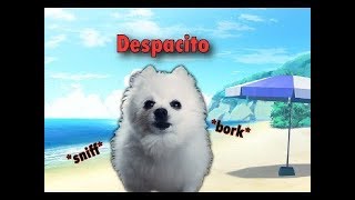 Gabe The Dog Sings Despacito [upl. by Larena]